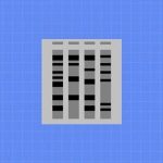 Gel-Pro Analyzer 4.0 破解版安装包 | Win英文版 | 下载链接+安装教程-科研鹿